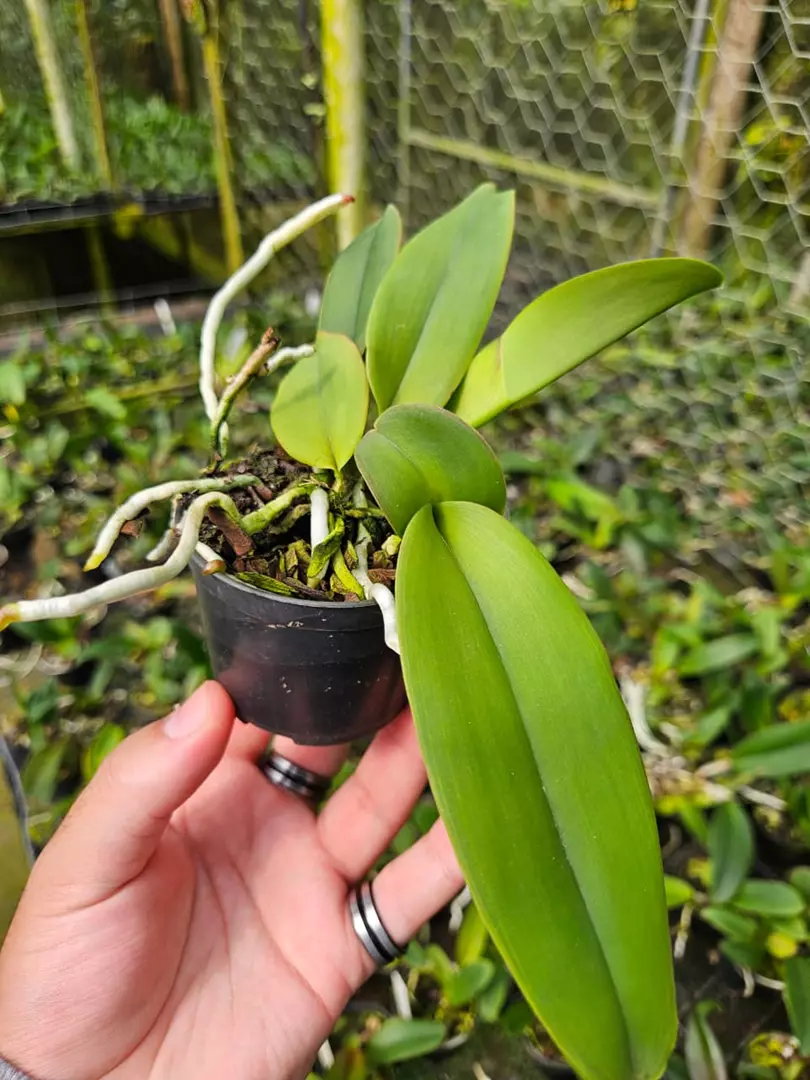 Imagem Segundaria do Produto